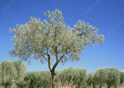 oliveraie 
