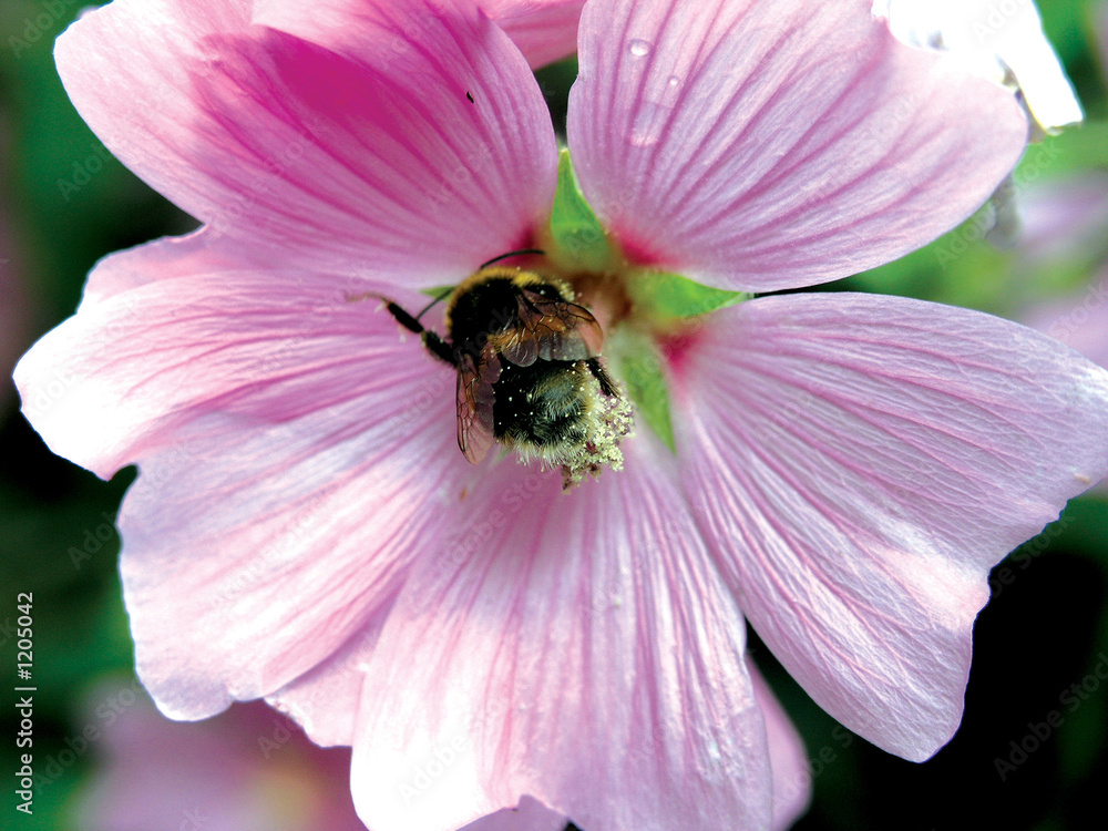bee in flower bee in flower
