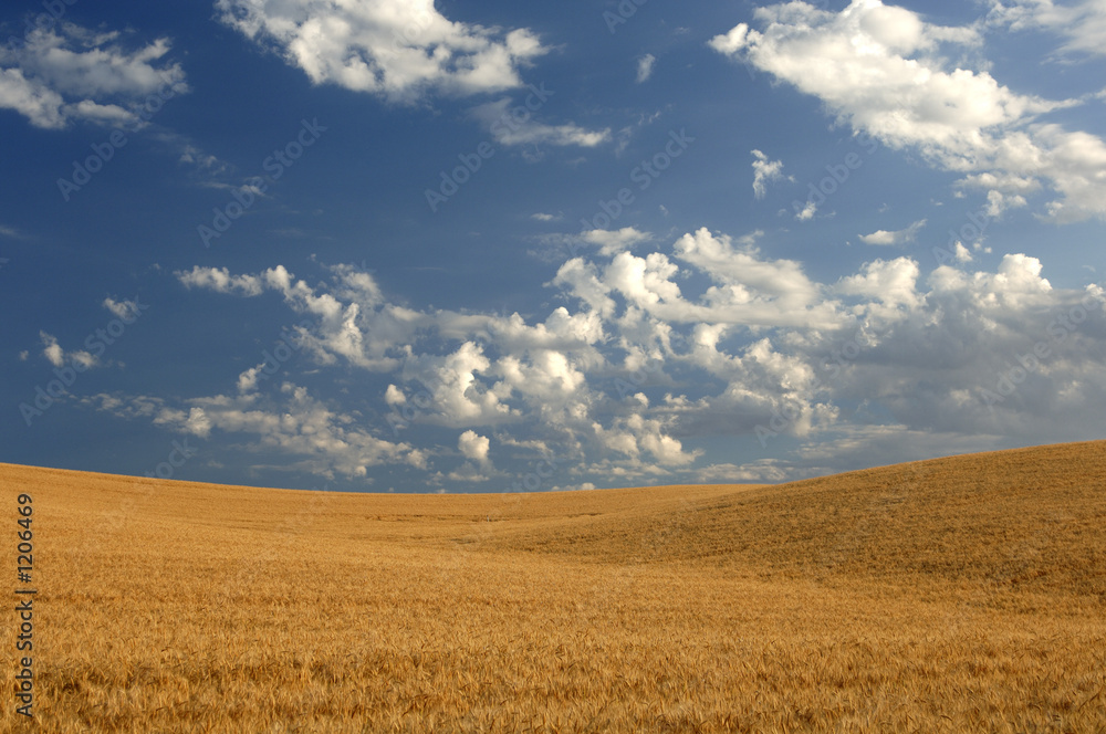 wheat field under blue skies