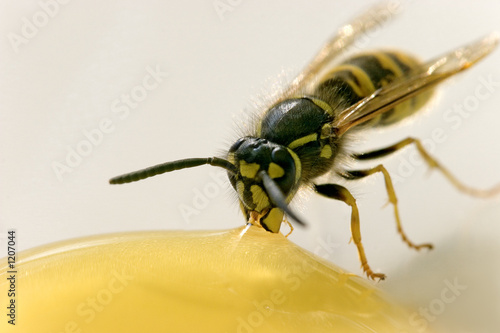 honigschlecker