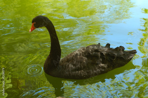 black swan in sintra portugal