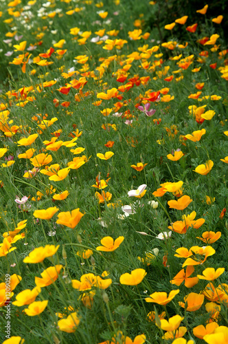 eschscholzia californica
