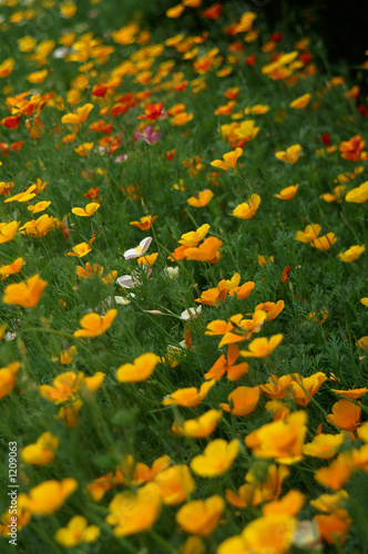 eschscholzia californica
