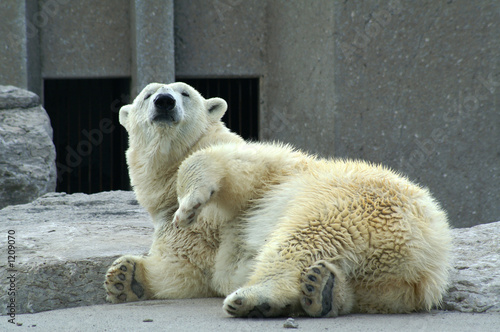 polar bear