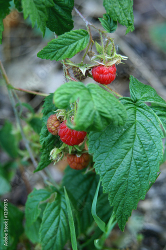 wild raspberries