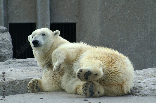 polar bear