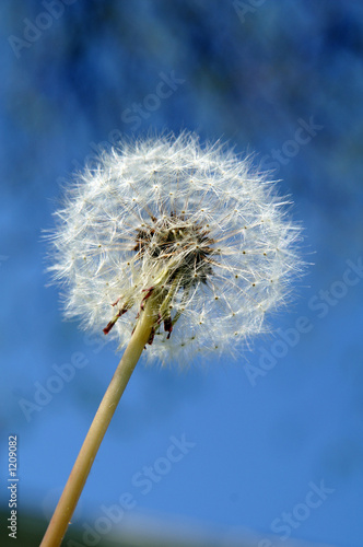 dandelion