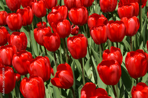 red tulips