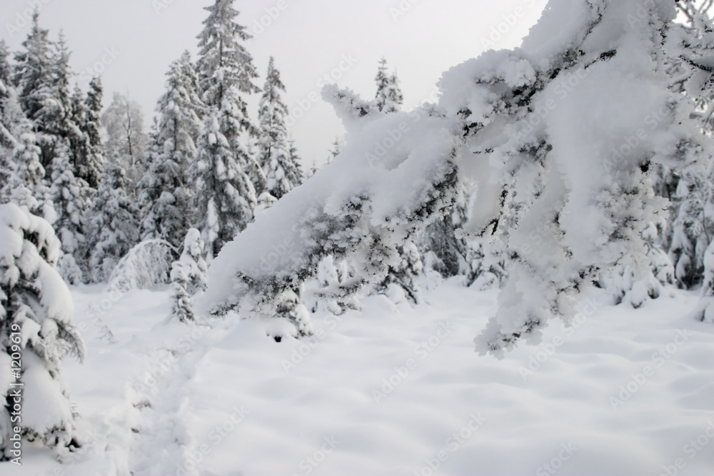 snowy tree branch snowy tree branch