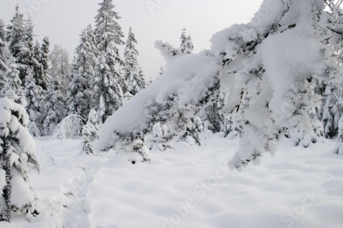 snowy tree branch