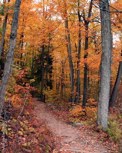 a fall trail walk