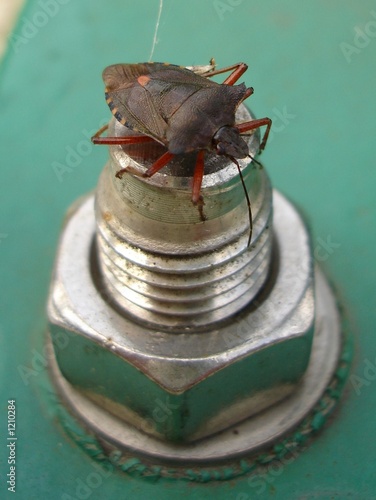 baumwanze - pentatoma rufipes photo