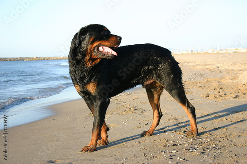 Bilde på lerret rottweiler sur la plage