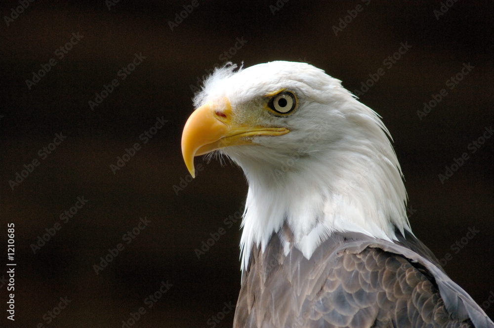 Obraz premium bald eagle