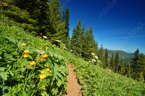 hiking trail in the mountains