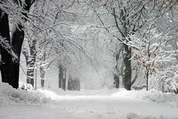 Keuken achterwand Onweer Winterstorm in besneeuwd landschap  © Doug Baines