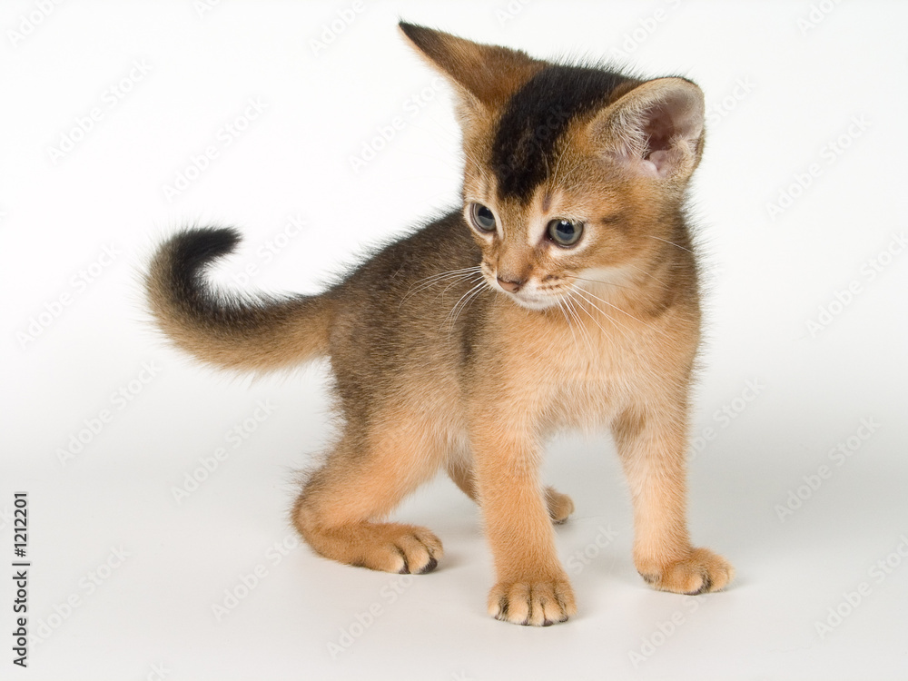 kitten kitten