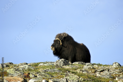 musk ox (ovibos moschatus) photo