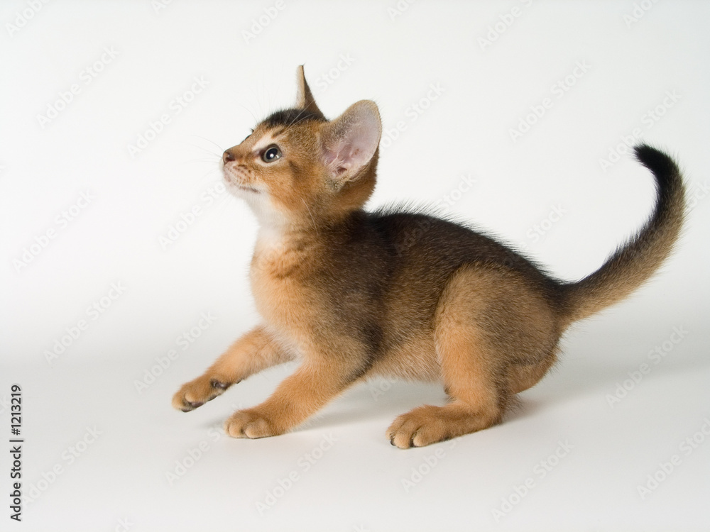 Fototapeta premium kitten