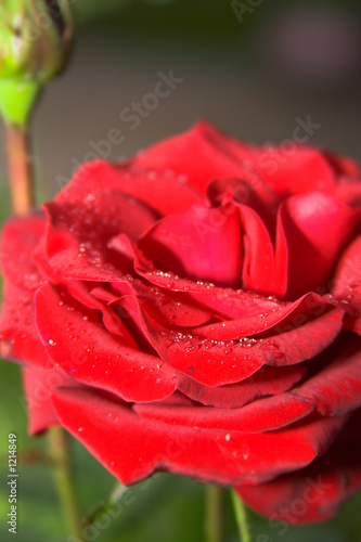 rose and water drops