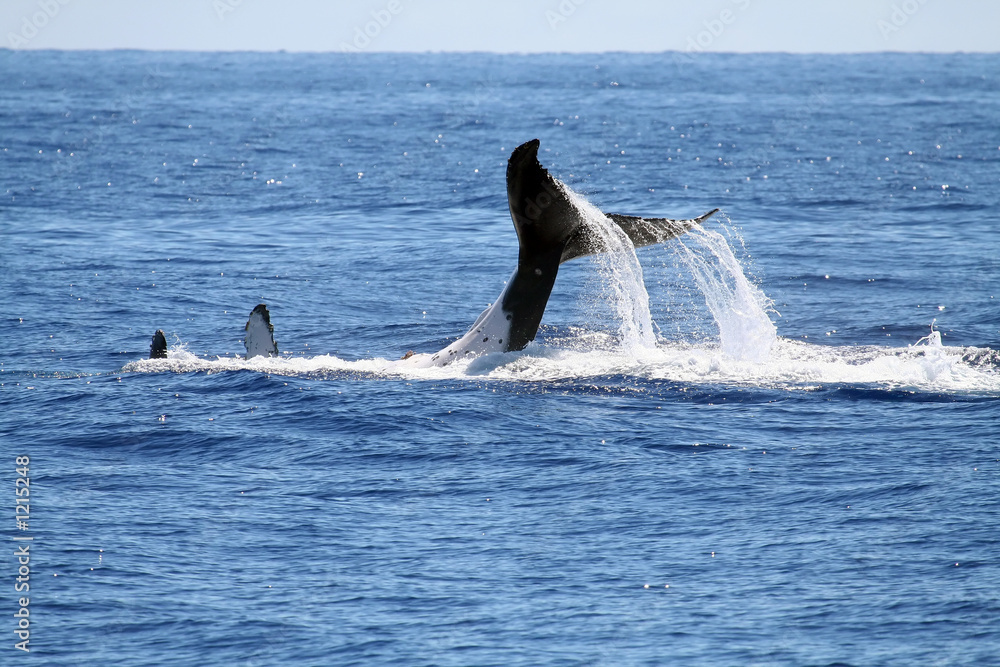 Fototapeta premium whale on the back