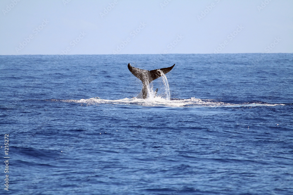 Naklejka premium whale tail rising