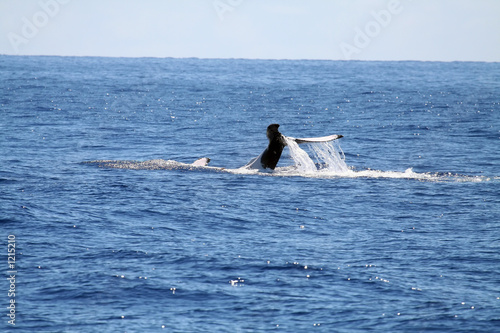 whale swimming on it's back