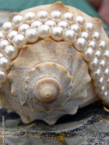 sea shell wrapped in pearls