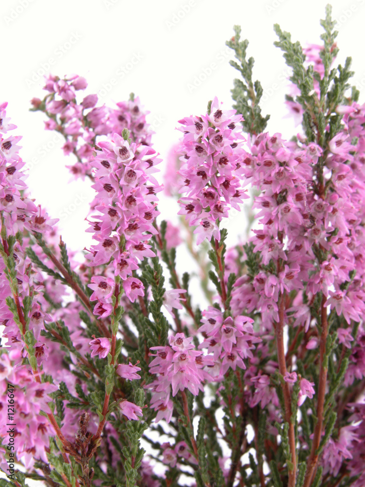 Naklejka premium heather