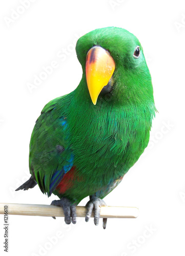 papagei