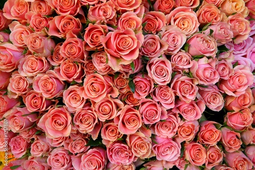 more pink roses photo