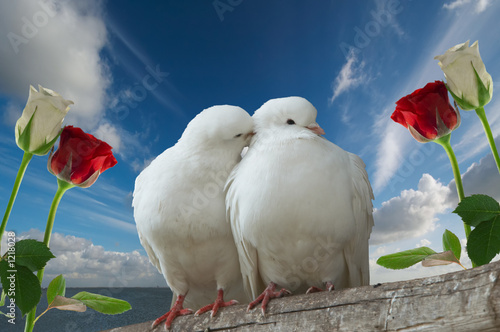 wihte doves in love