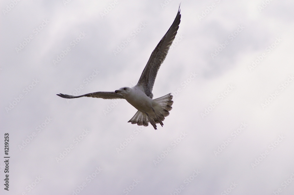 Fototapeta premium l'oiseau blanc