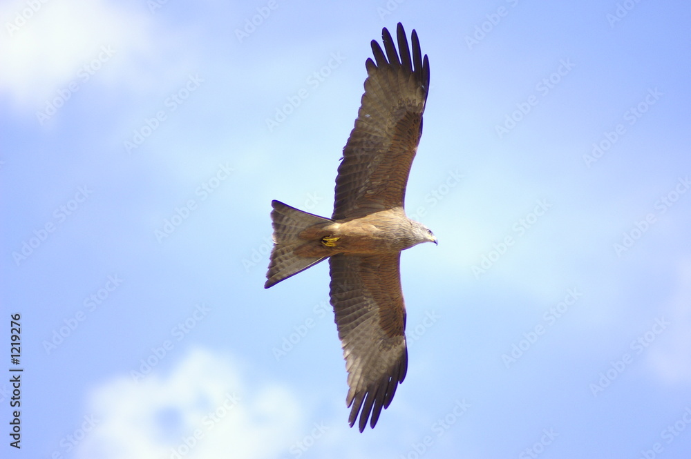 Obraz premium la buse