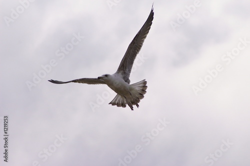 l'oiseau blanc