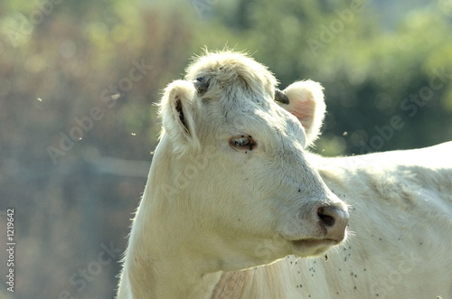 animal