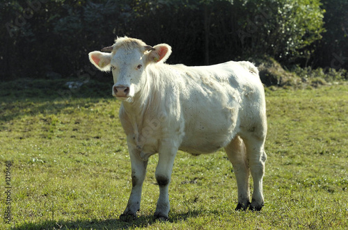 cow