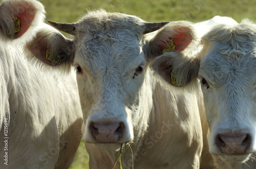 bulls