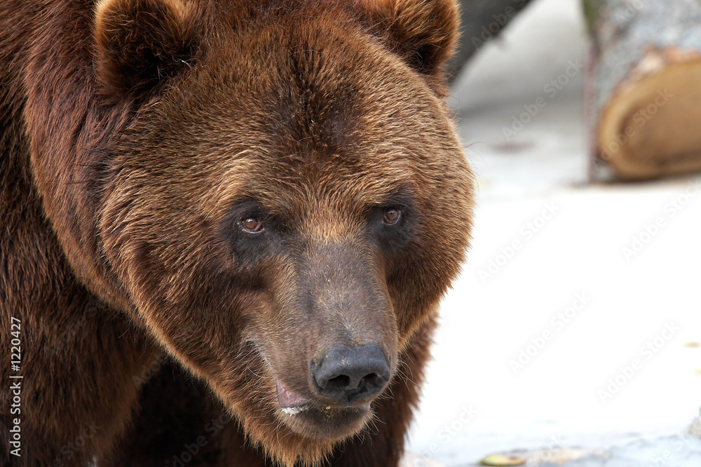 bear portrait