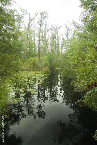 foggy  misty swampy river and cypress trees