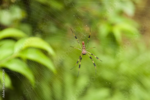 spider in web © Jorge Moro