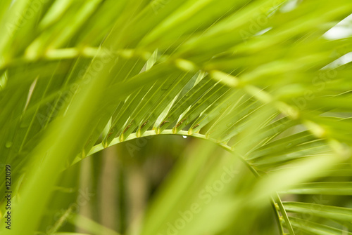 wet palm tree frond and leaves