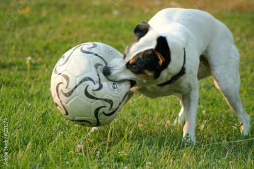 soccer dawg 3 © Lee O'Dell