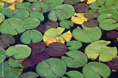 lily pads