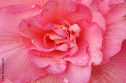 flower close-up