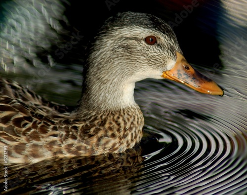 swimming duck