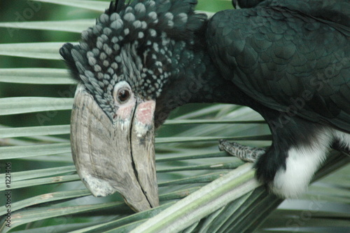 macaw photo