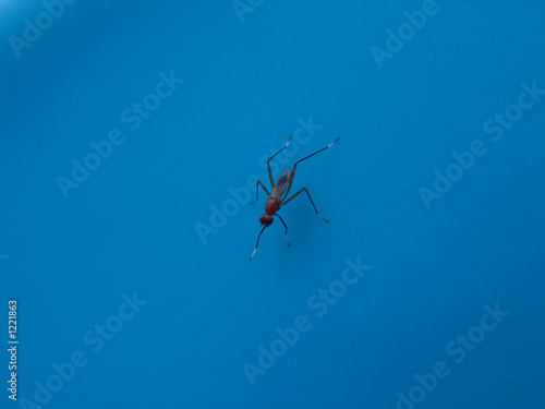 Fototapeta Naklejka Na Ścianę i Meble -  mosquito