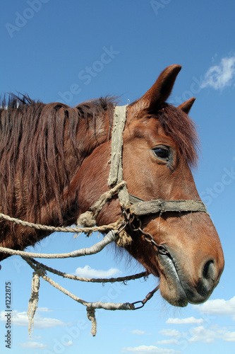 workhorse