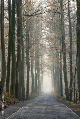 old forest road in the winter